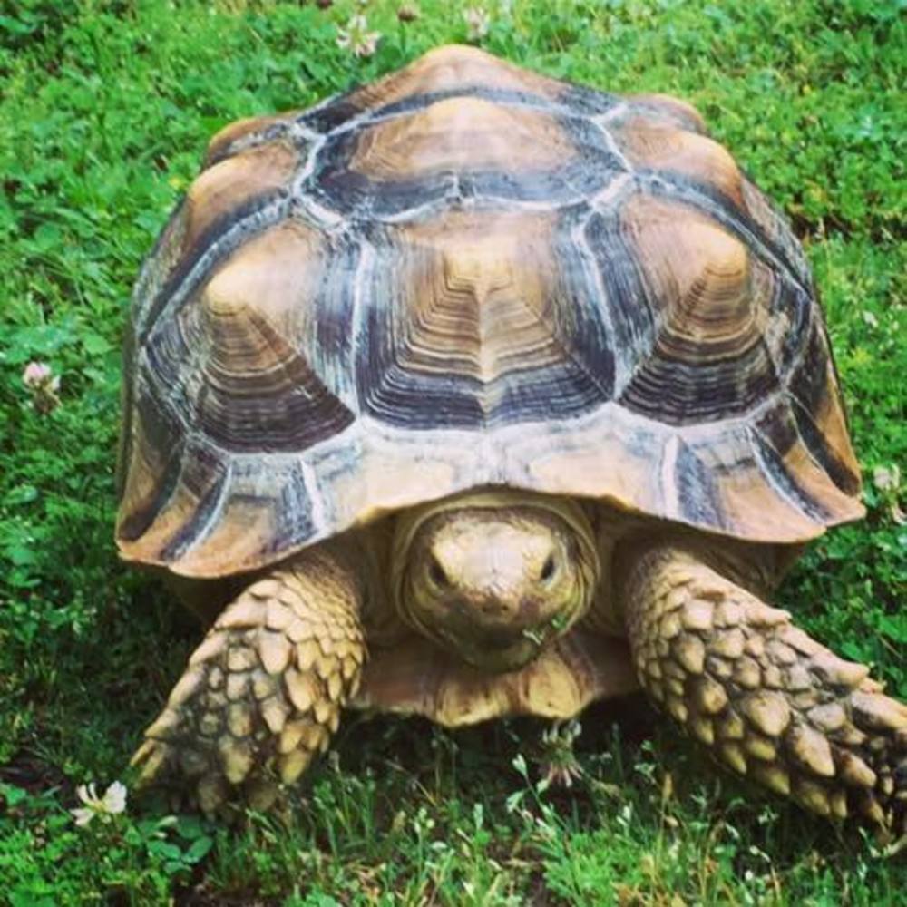 Meet your Posher, Pickles